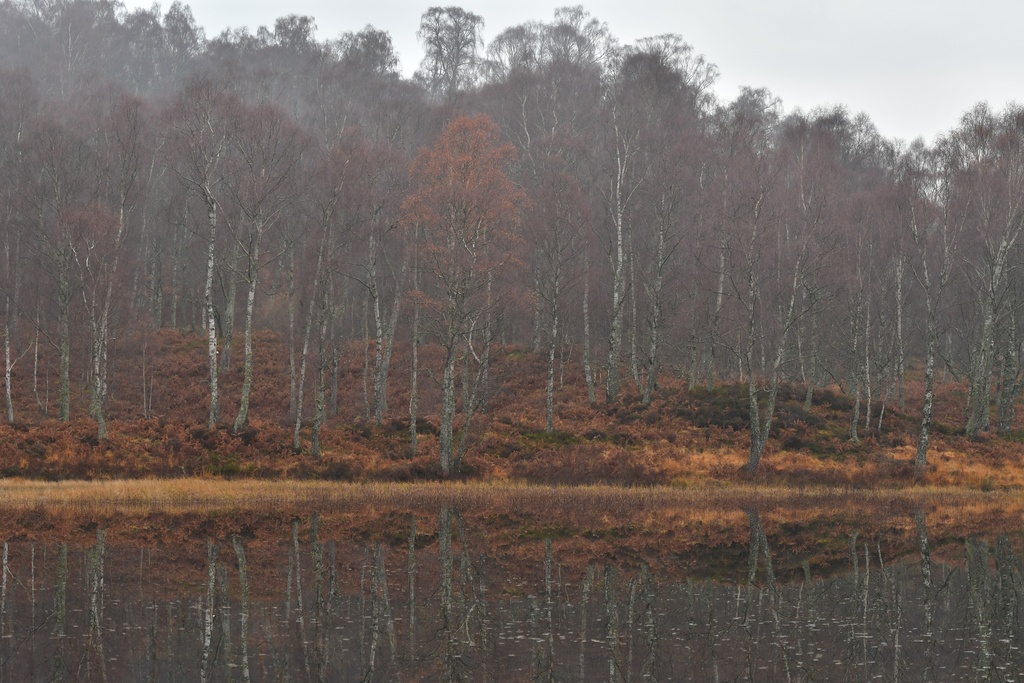 2018-11 Scotland/Aviemore/DSC_7644.JPG
